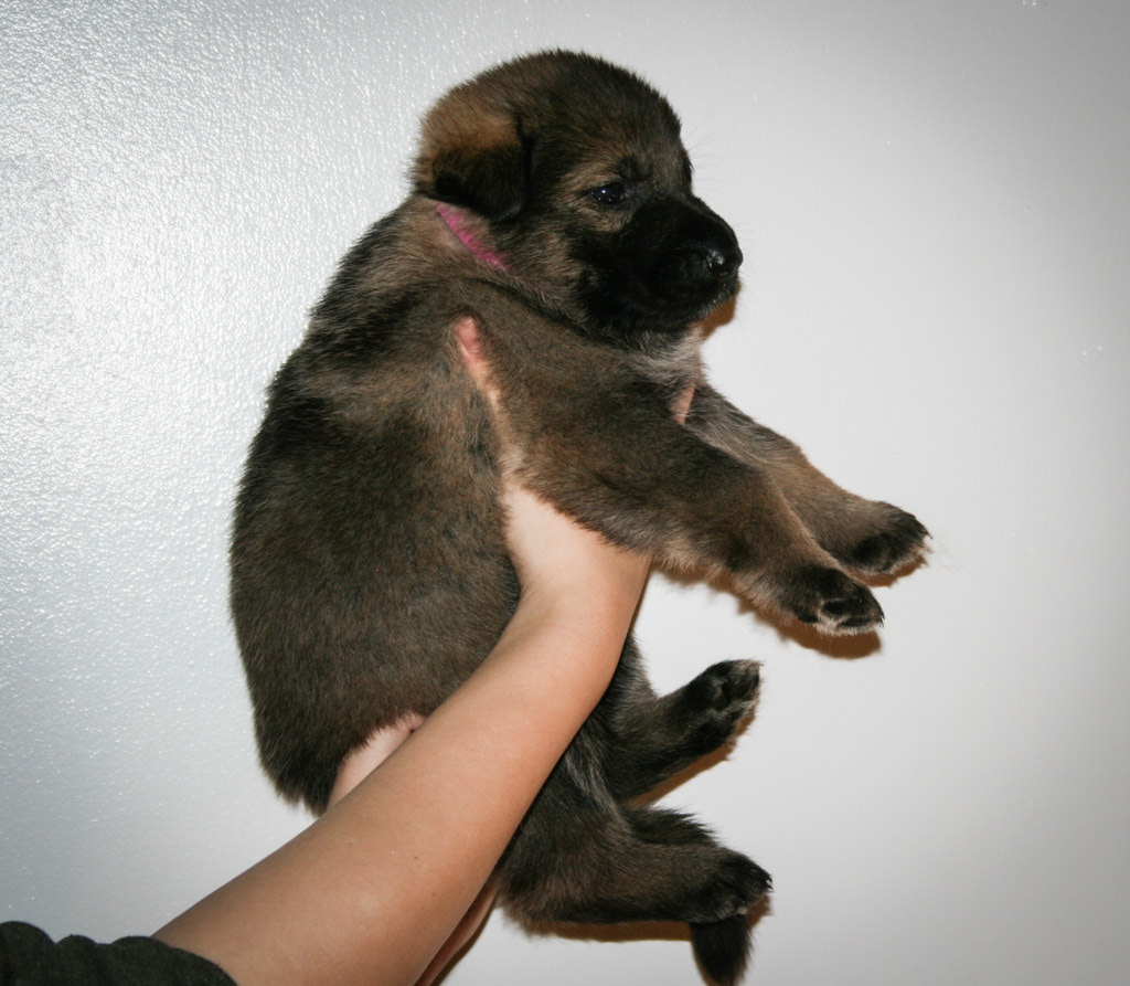 Hot Pink Collar Female - 4 weeks old