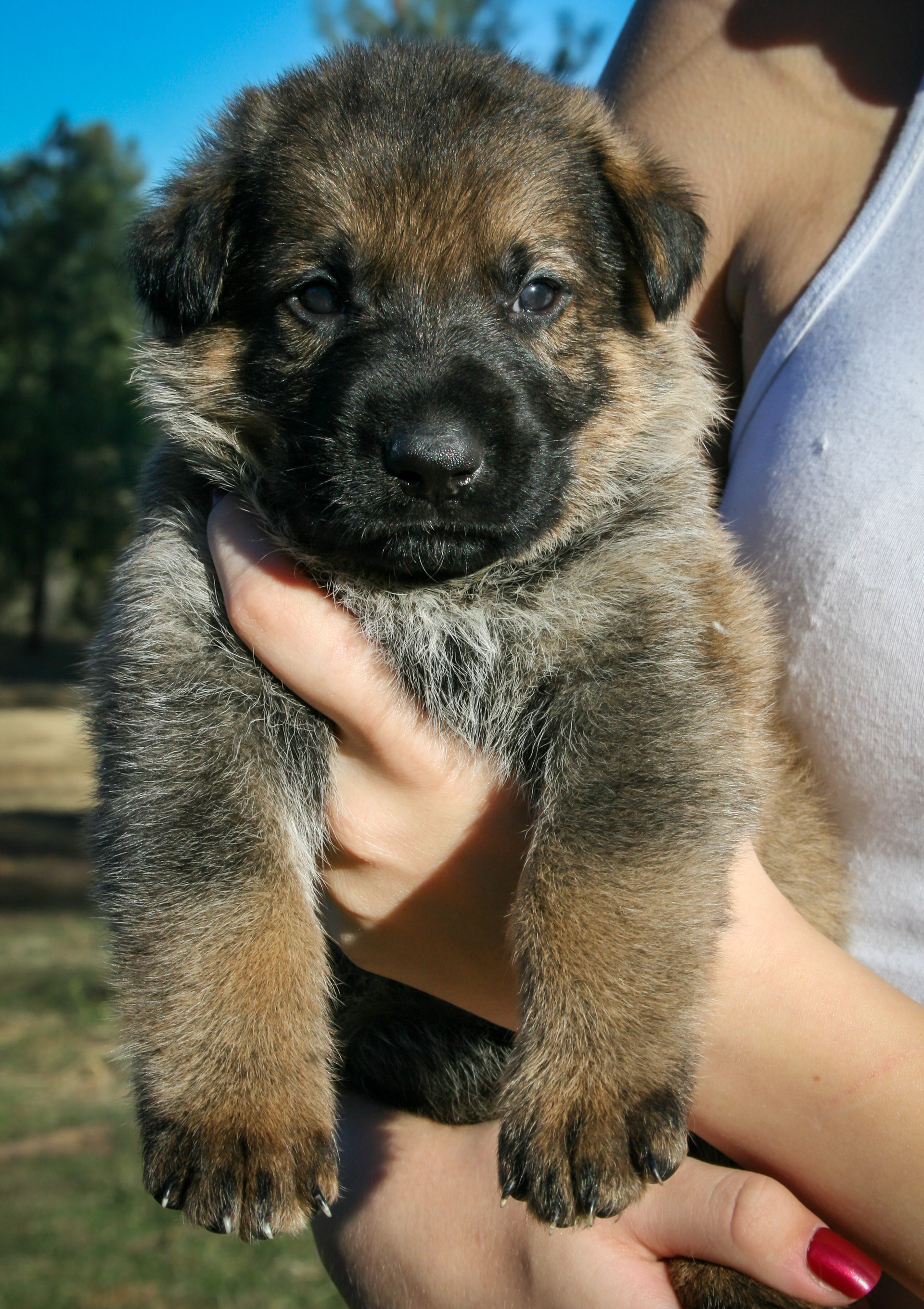 "Vinnie" - 4 weeks
