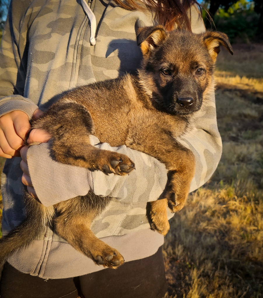 Purple Collar Female - 7 weeks old