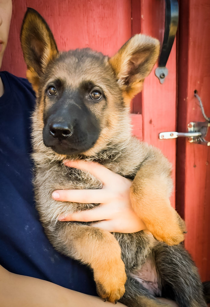 Hot Pink Collar Female - 10 Weeks
