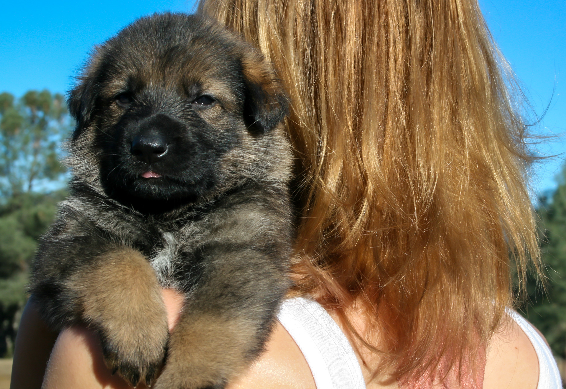 "Dexter" - 4 weeks