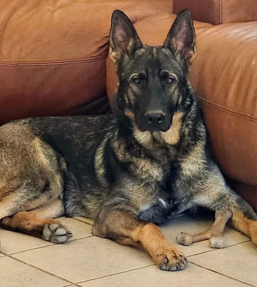 Hunter vom Ritterhund