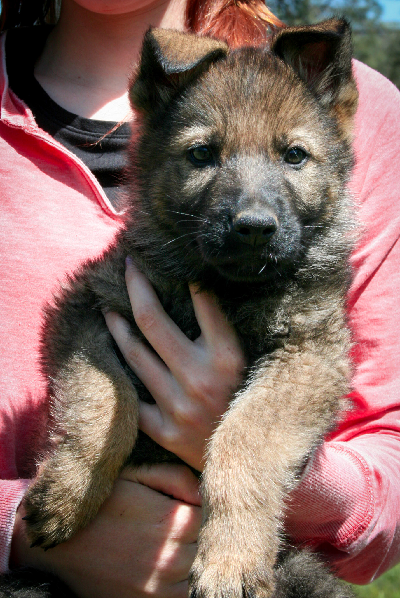 Blue Collar Male 8 Weeks Old