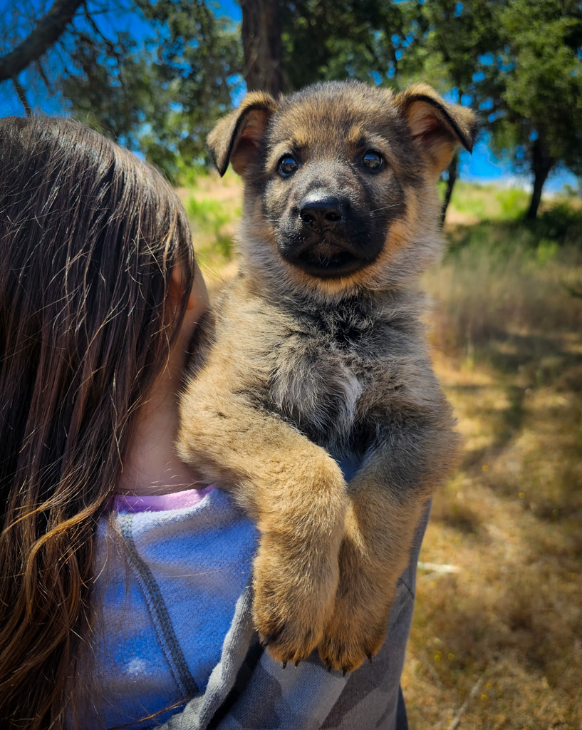 Light Pink Female - 7 weeks old