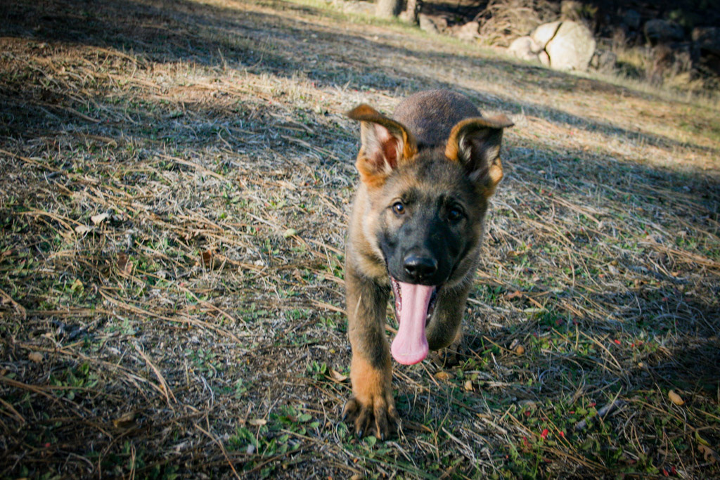 "Dexter" - 12 weeks old