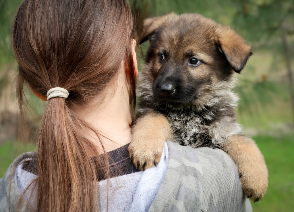 Green Collar Male - 6 weeks old