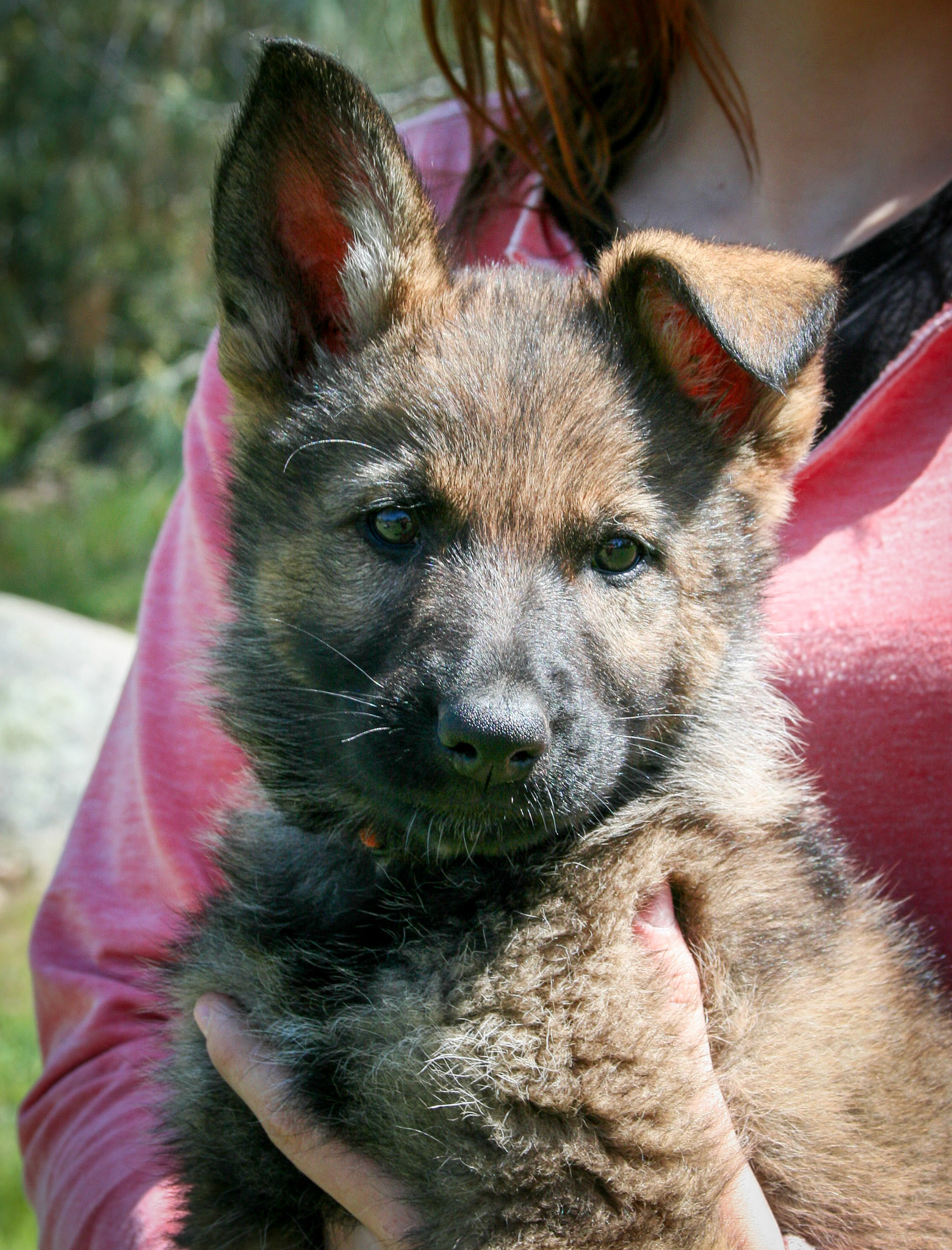 Orange Collar Female 8 Weeks Old