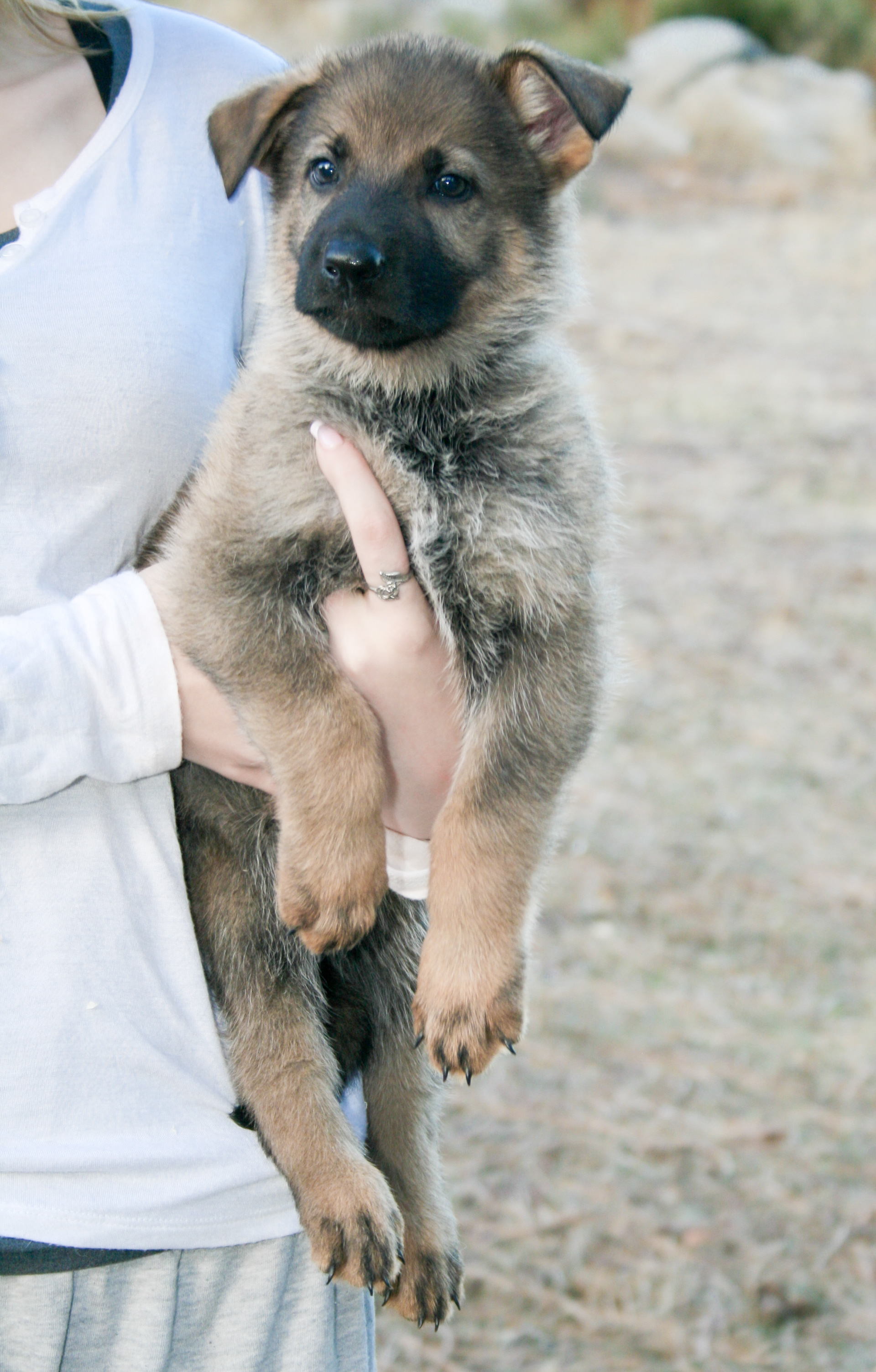 Misty - 7 weeks