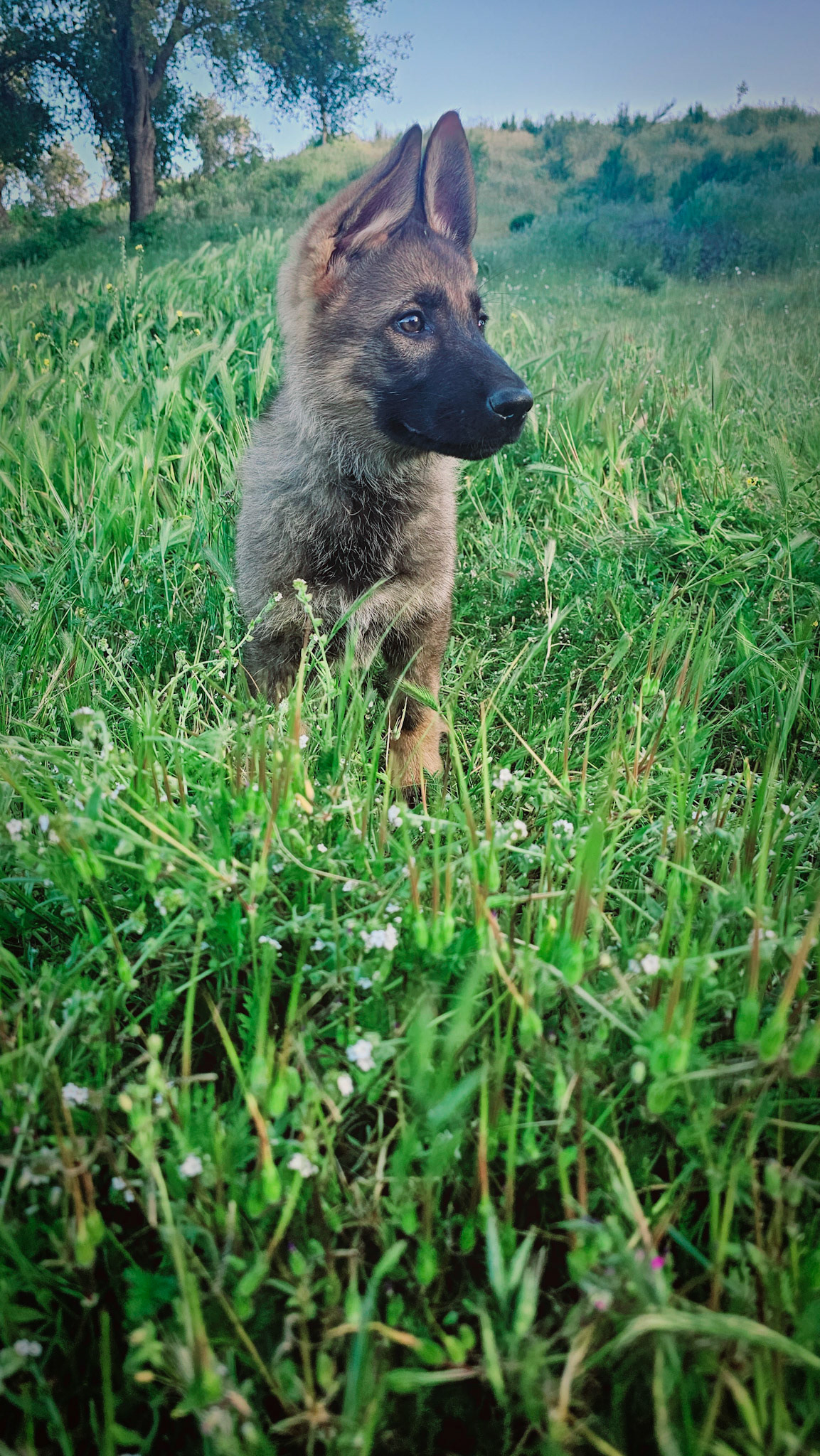 Purple Collar Female - 11 weeks old