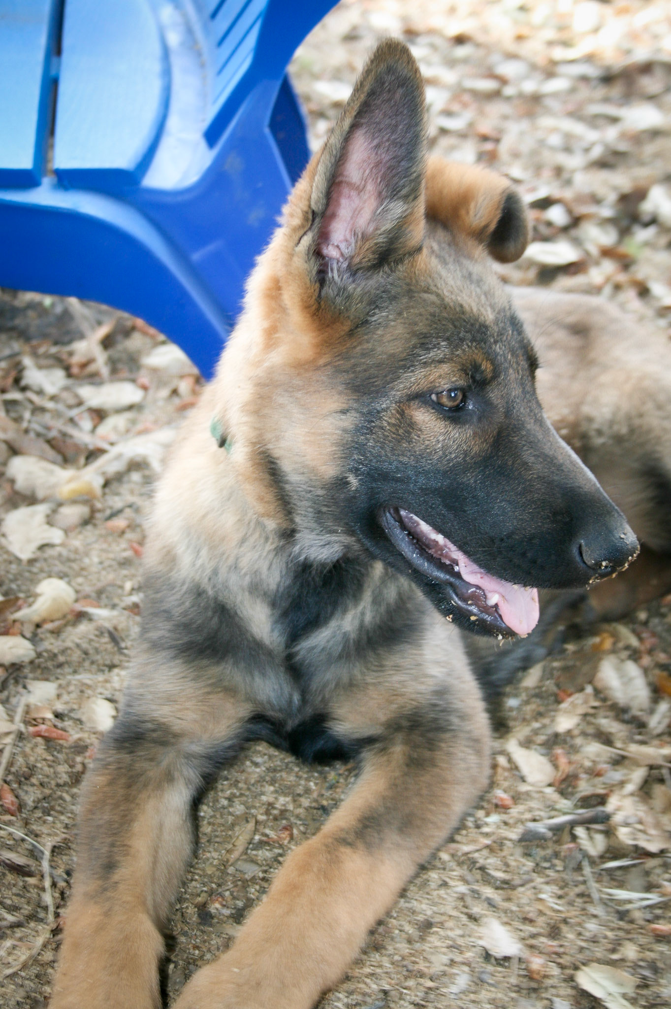 Hunter Green Collar Male 14 weeks