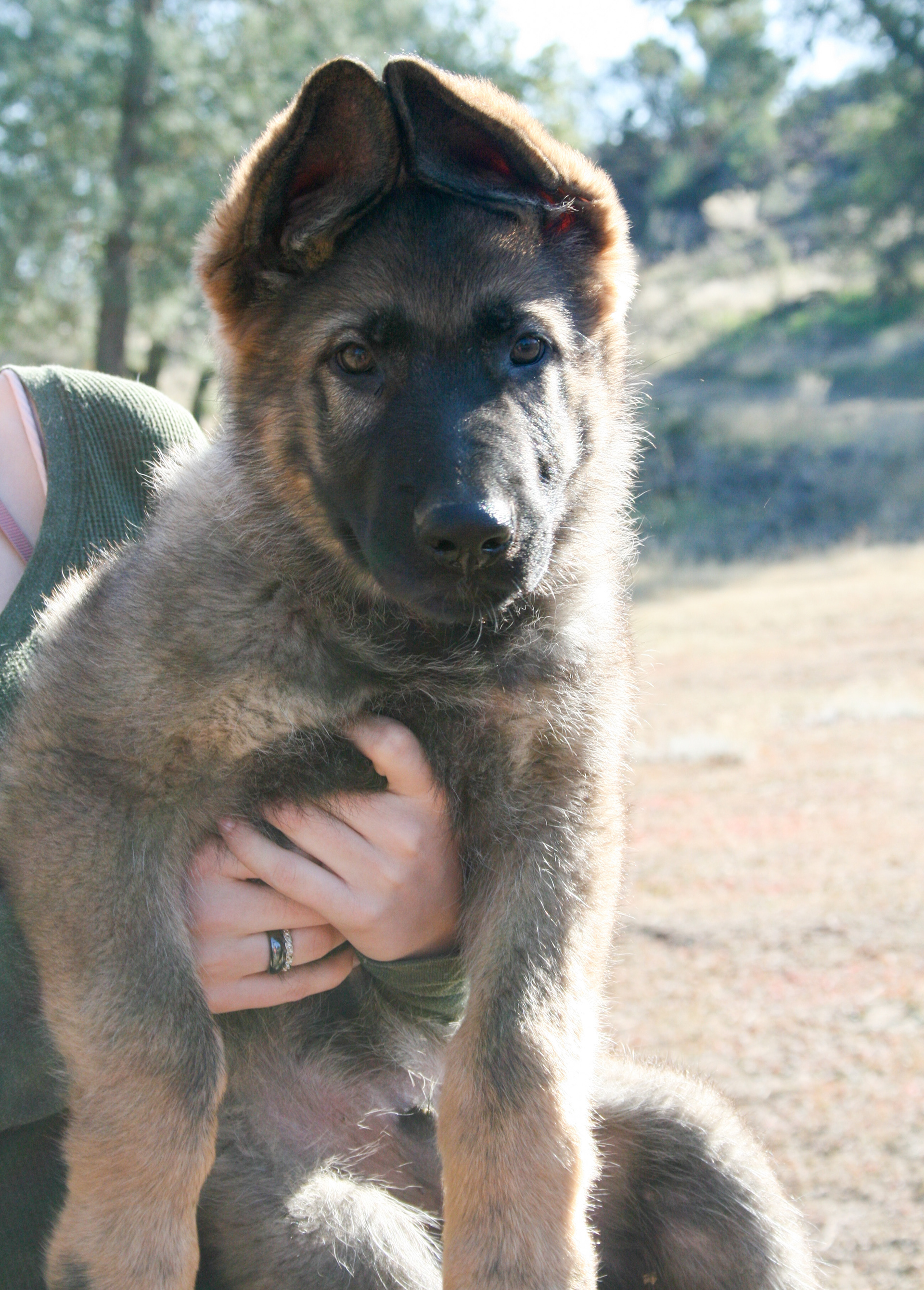 "Biggie Smalls" - 12 weeks