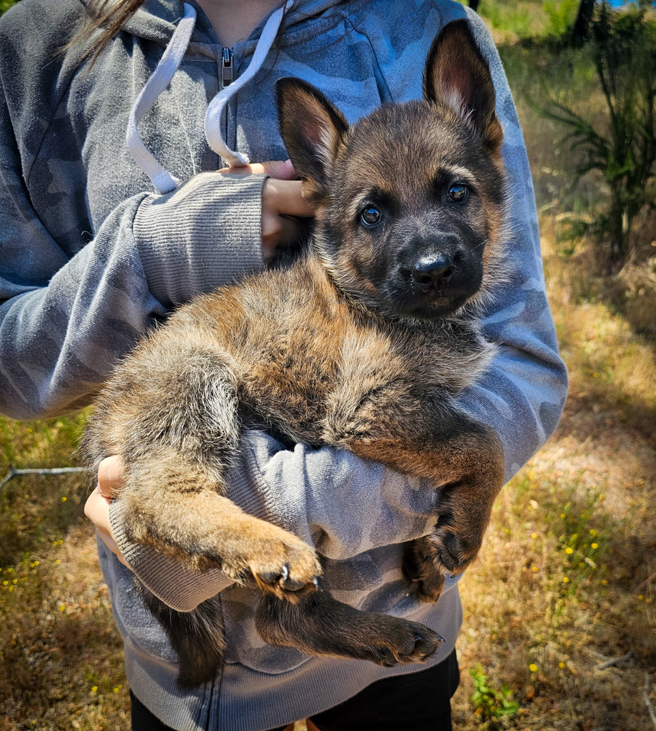 Hot Pink Female - 7 weeks old