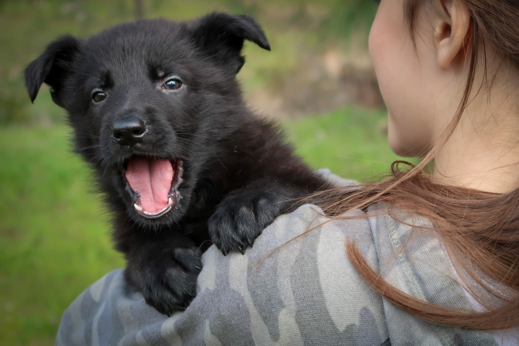 Orange Collar Male - 6 weeks old