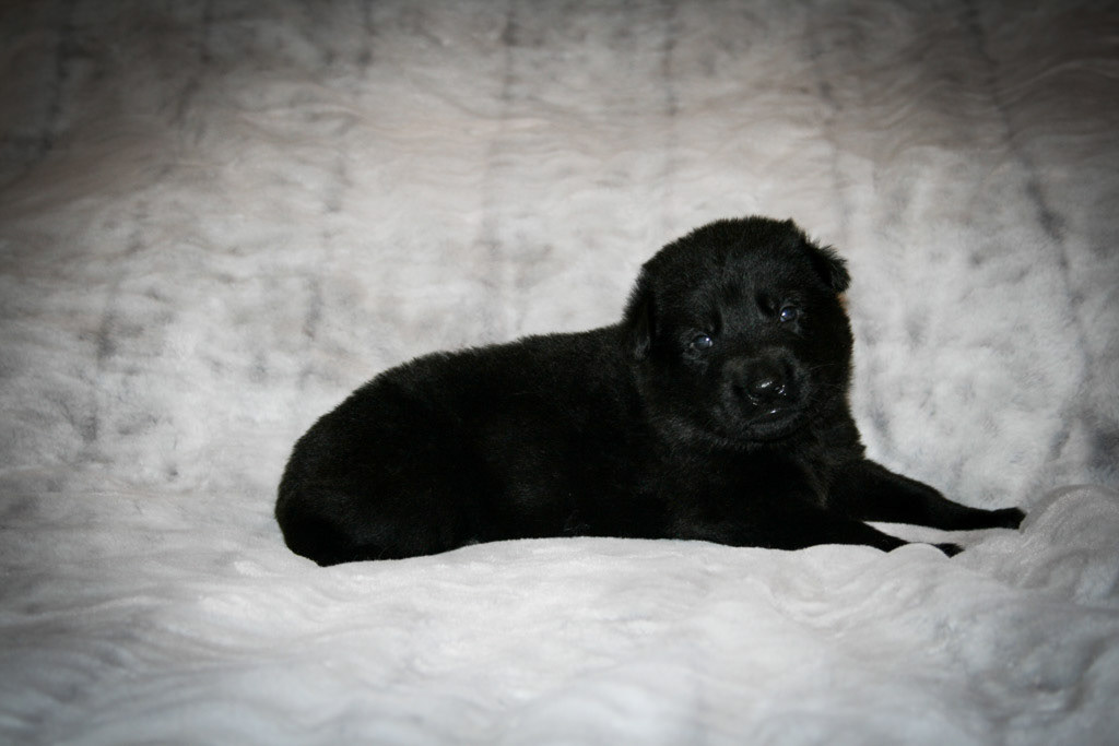 Solid Black Male - 3 weeks
