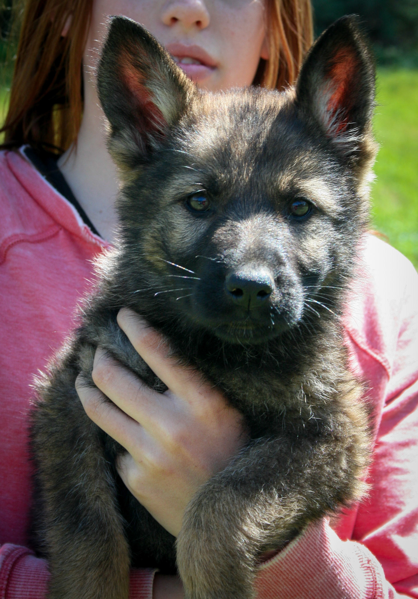 Pink Collar Female 8 Weeks Old