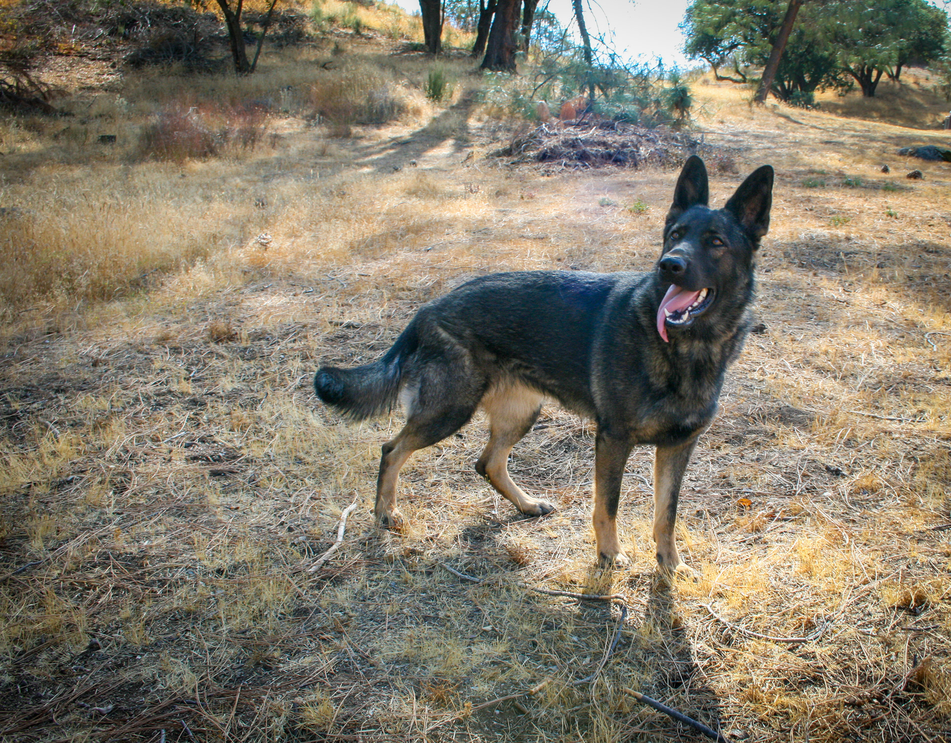 Rosa vom Ritterhund - 20 months
