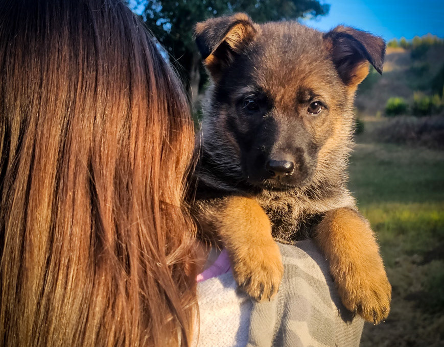 black and brown german shepherd dog