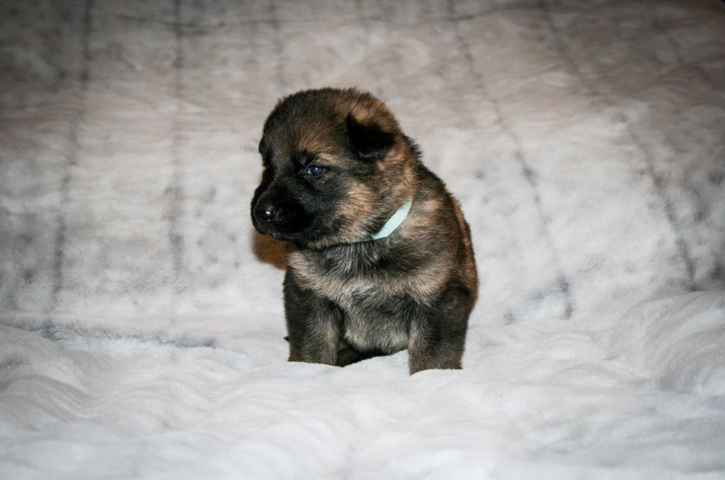 Teal Collar Female - 3 weeks