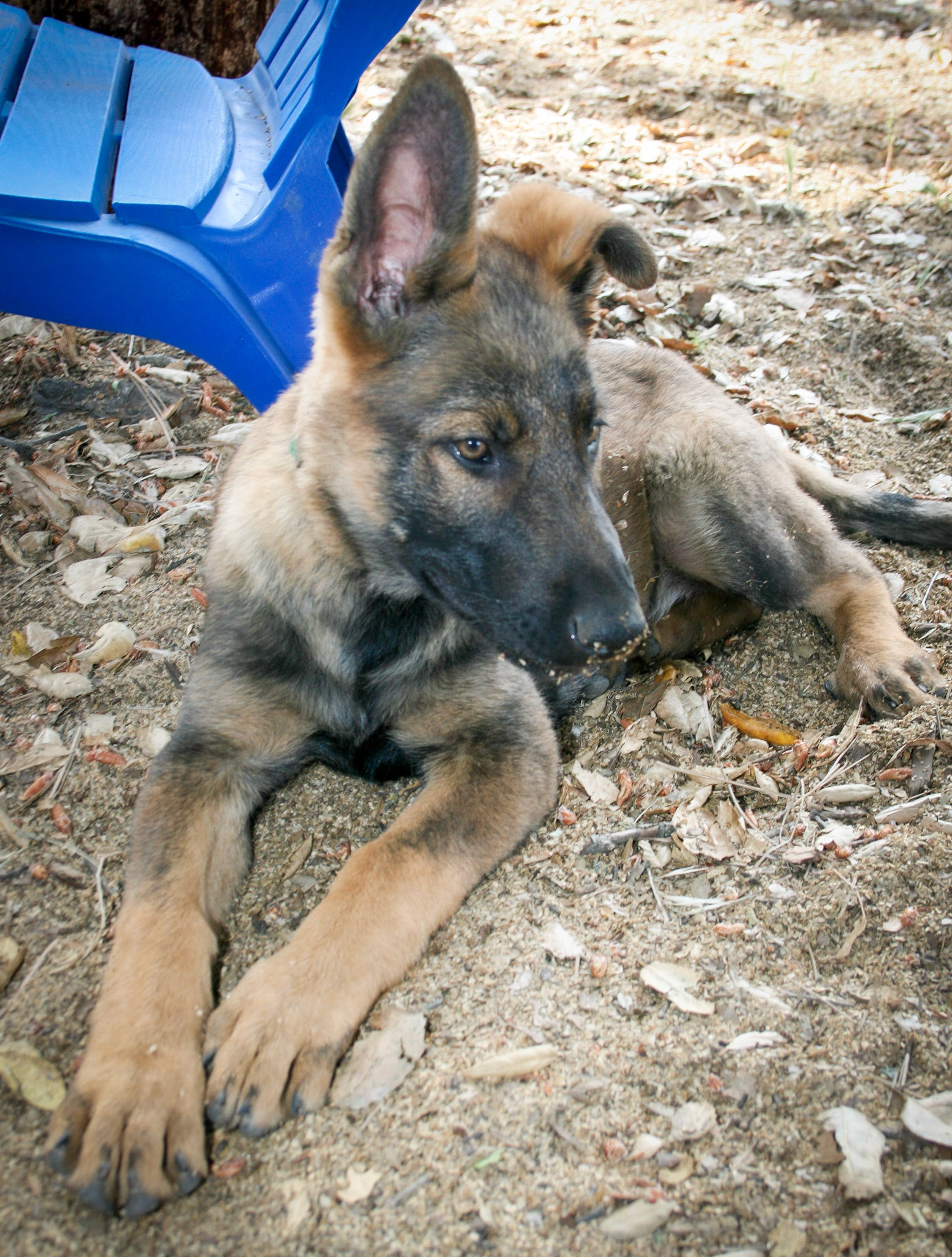 Hunter Green Collar Male 14 weeks