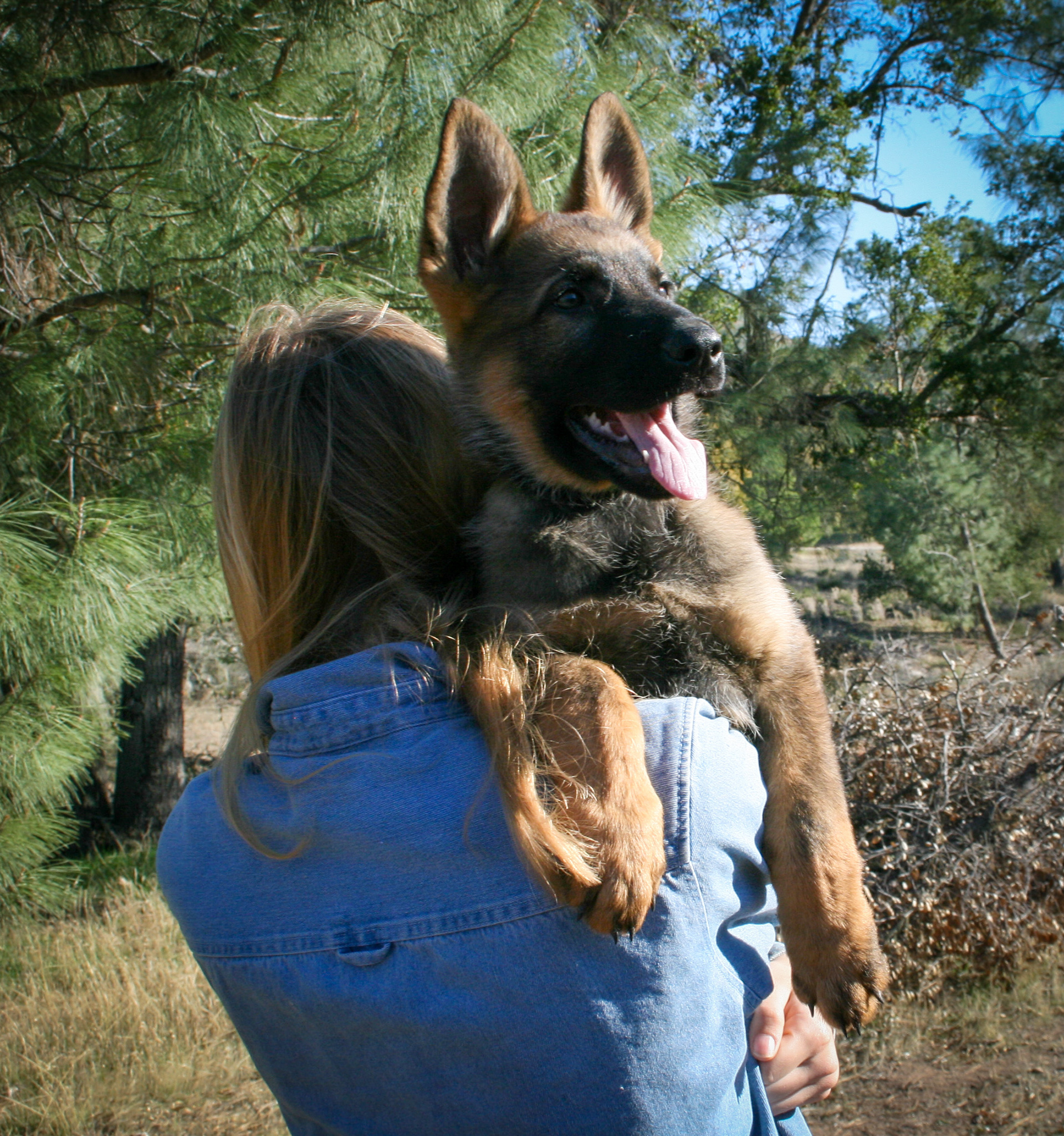 "Jack" - 12 weeks