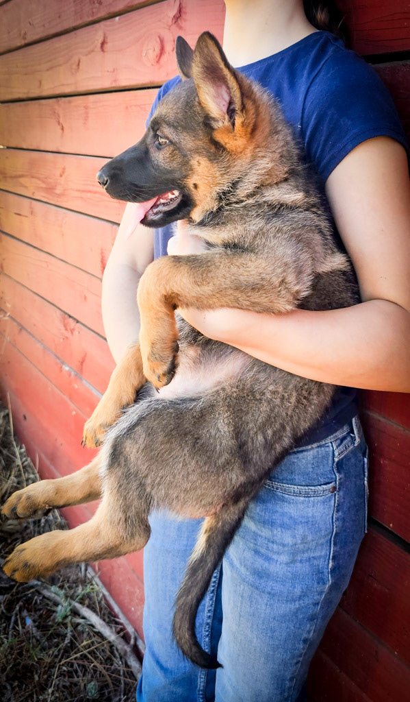 Lime Green Collar Female - 10 weeks