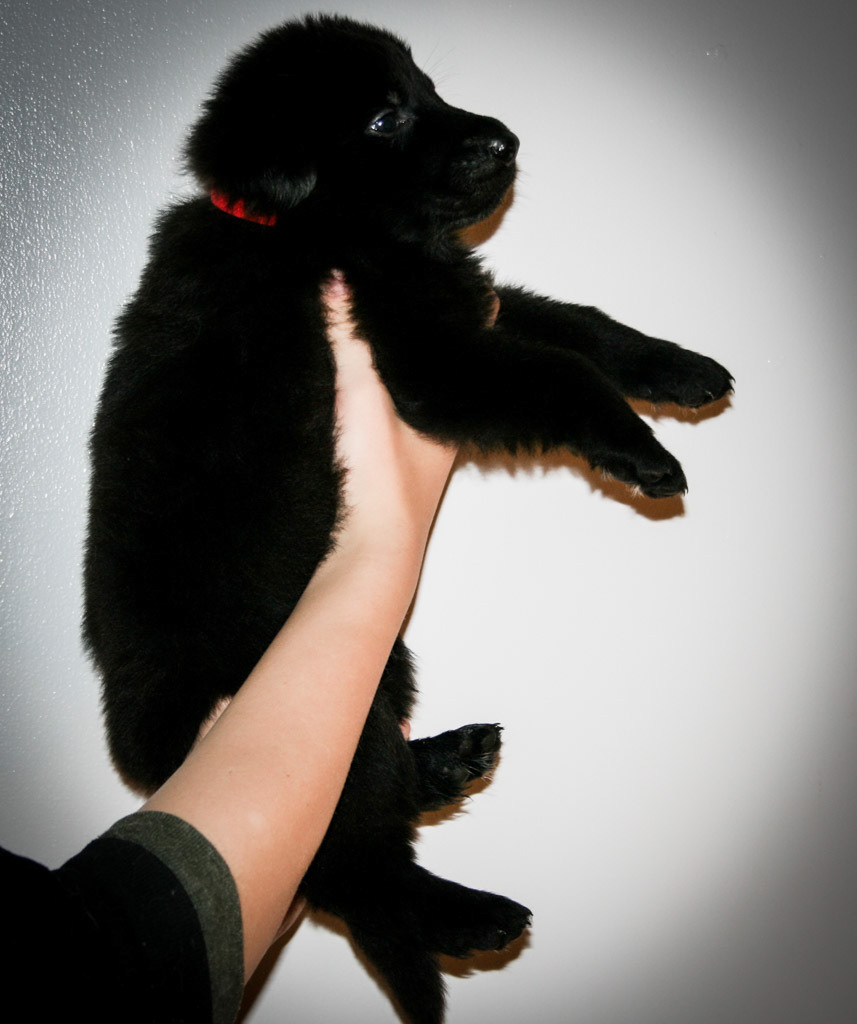 Red Collar Male - 4 weeks old