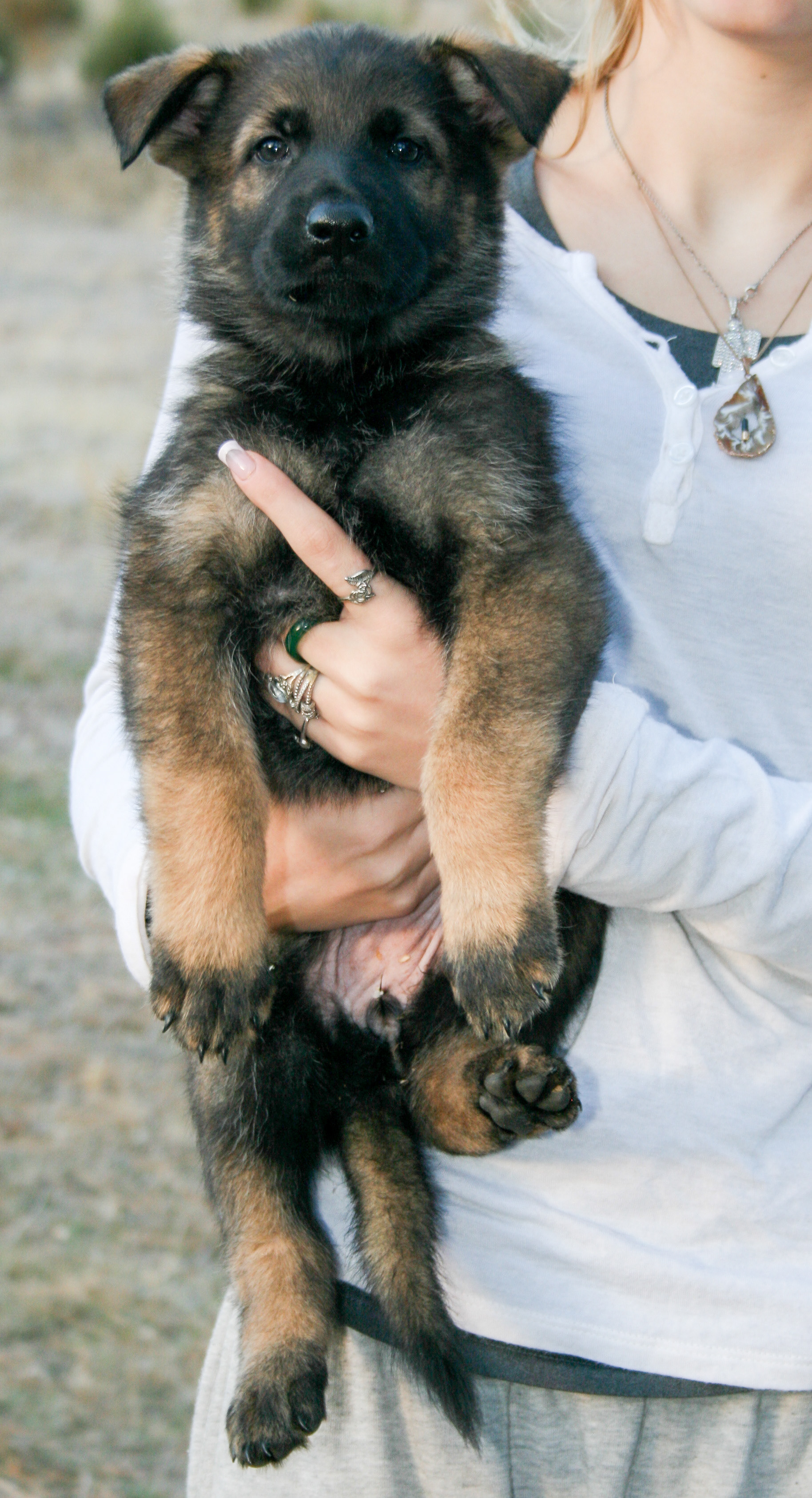 Tilly - 7 weeks