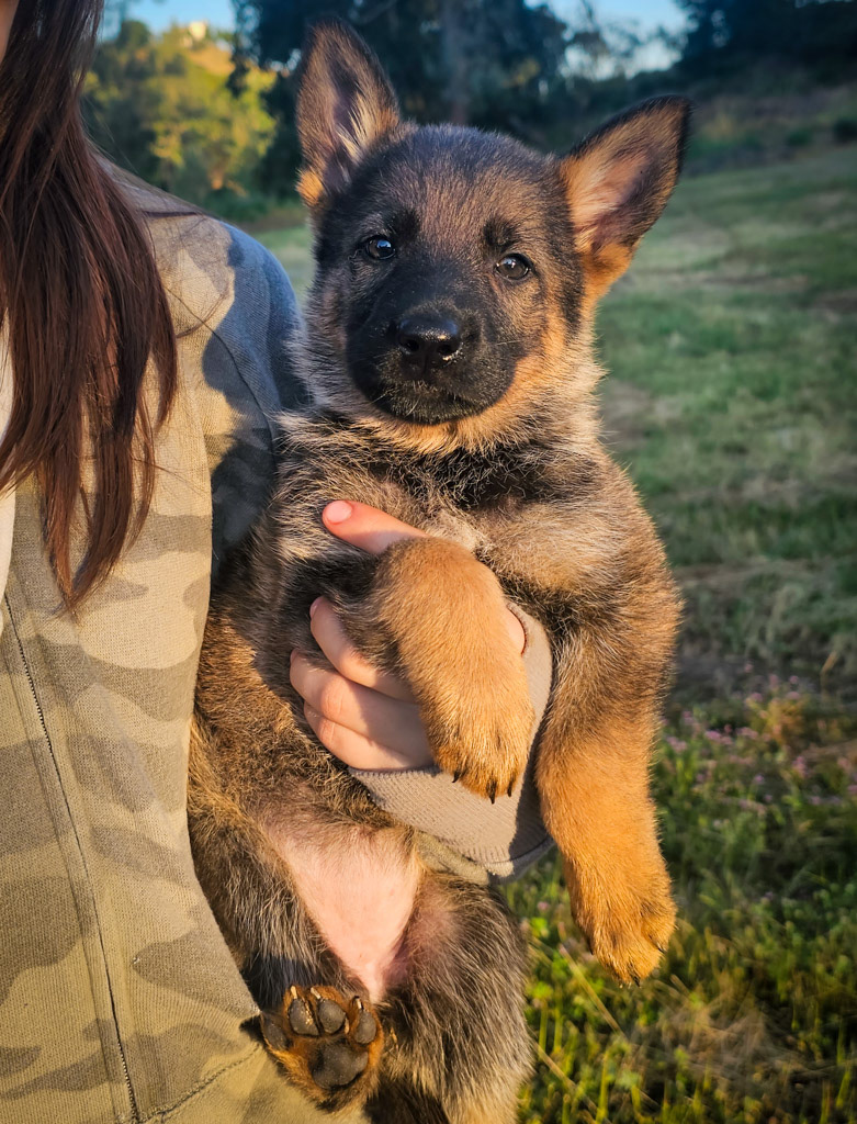 Lime Green Collar Female - 7 weeks old