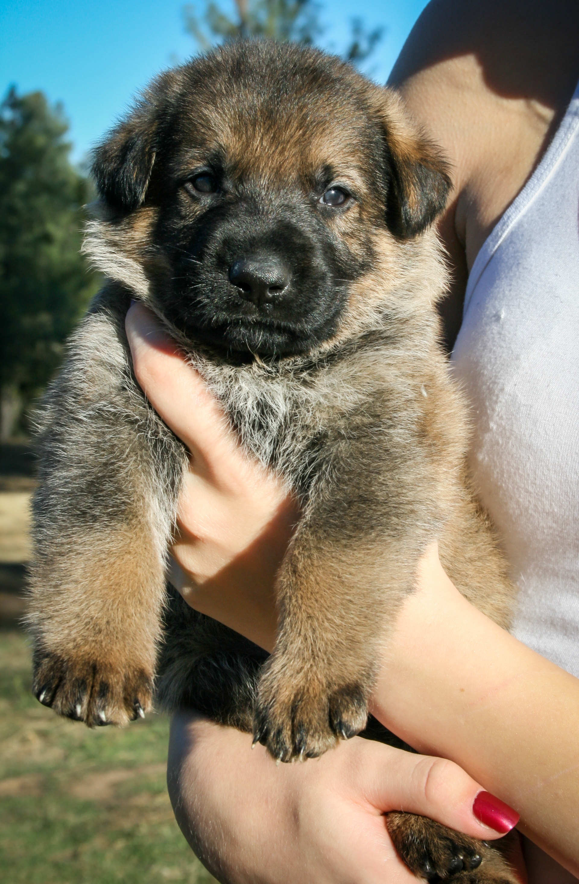 "Vinnie" - 4 weeks
