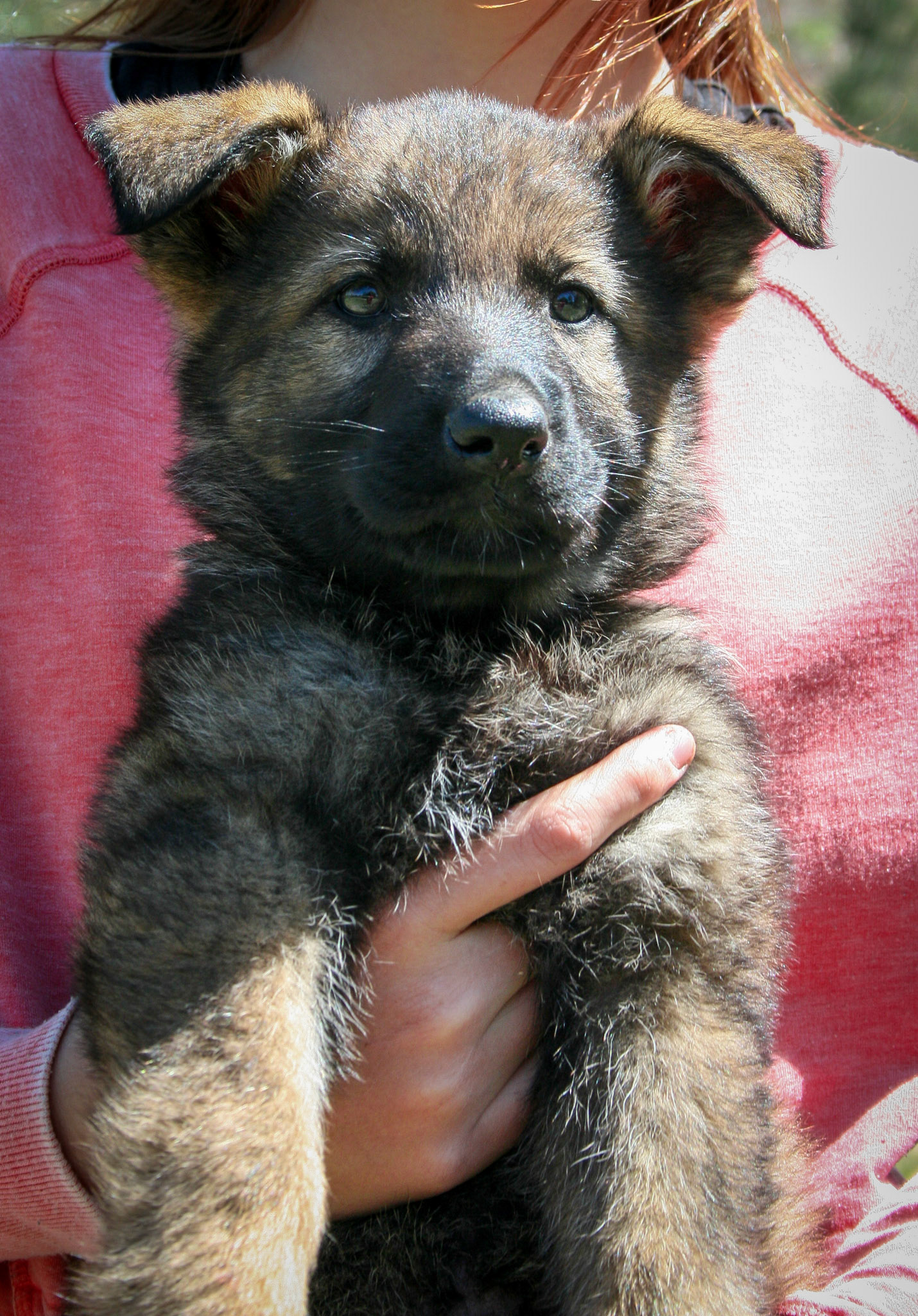 Lilac Collar Female 8 Weeks Old