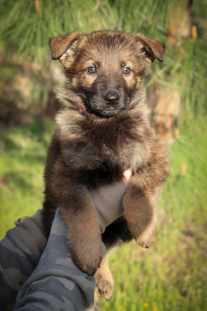 Pink Collar Female - 6 weeks old