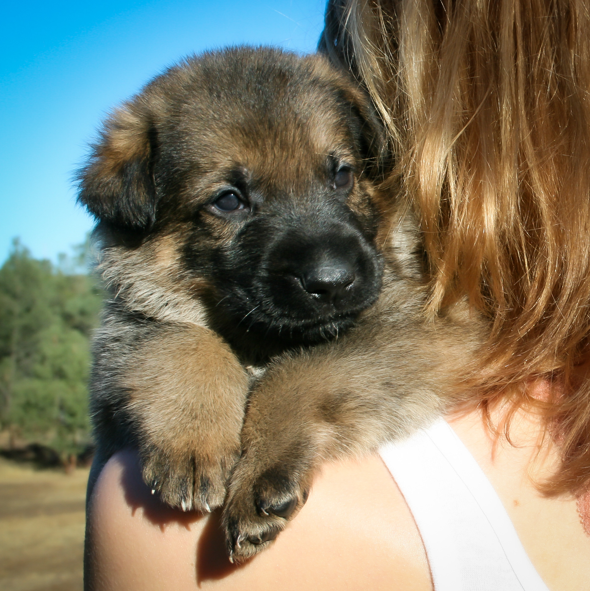 "Vinnie" - 4 weeks