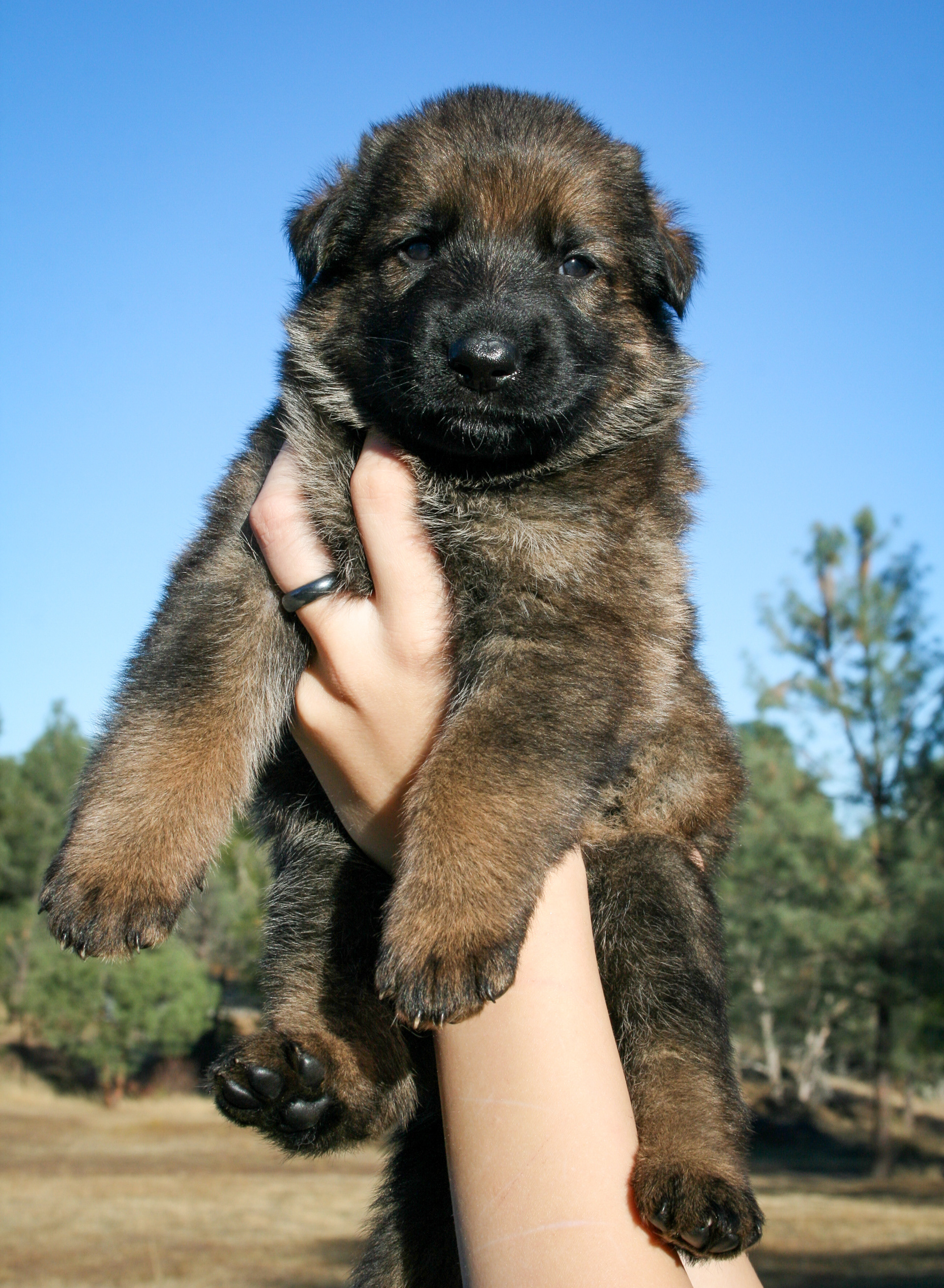 "Jack" - 4 weeks