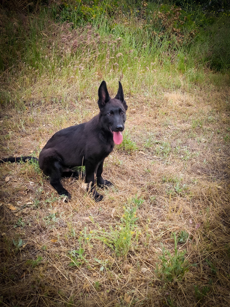 Solid Black - Red Collar - 17 weeks