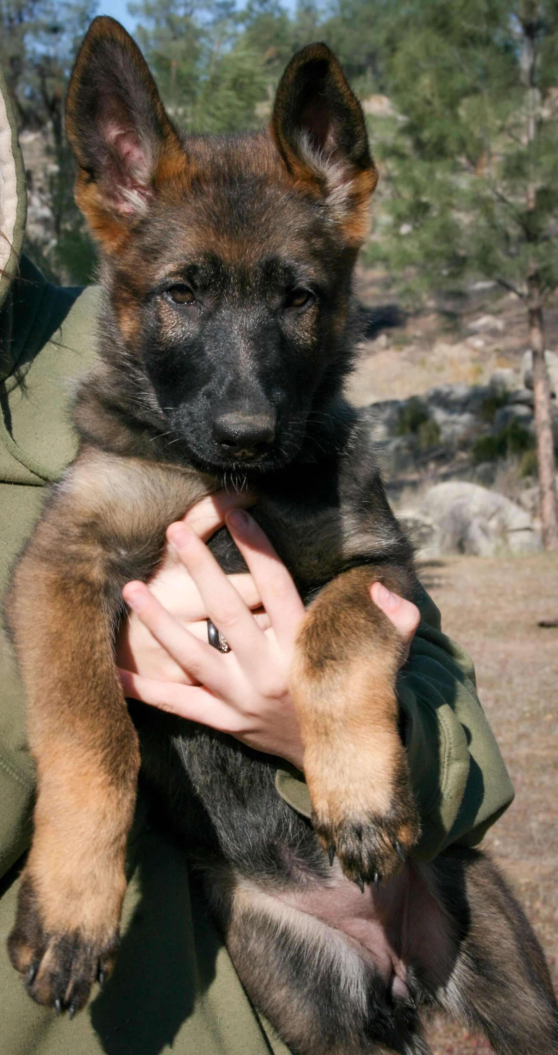 Tilly - 12 weeks