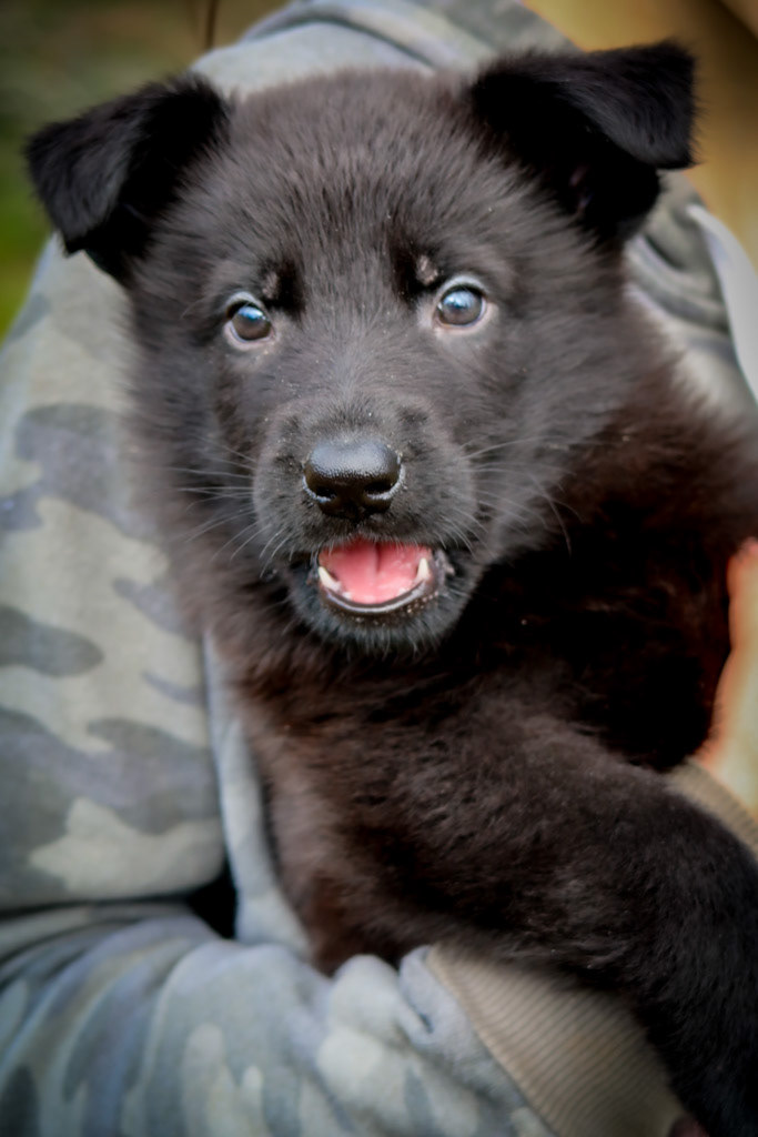 Orange Collar Male - 6 weeks old