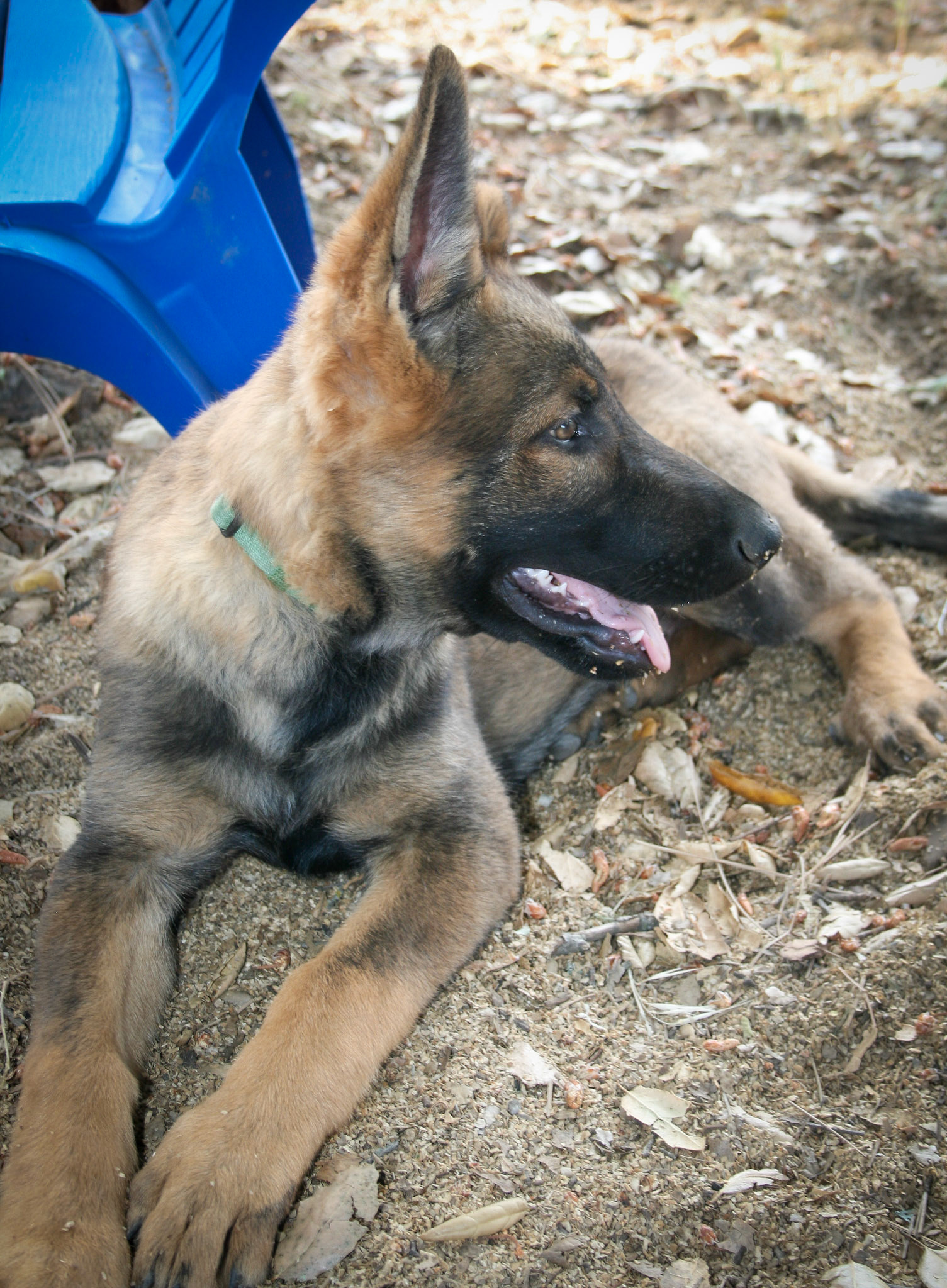 Hunter Green Collar Male 14 weeks