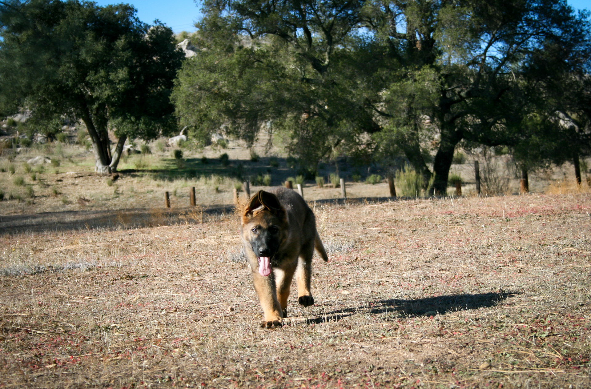 "Biggie Smalls" - 12 weeks