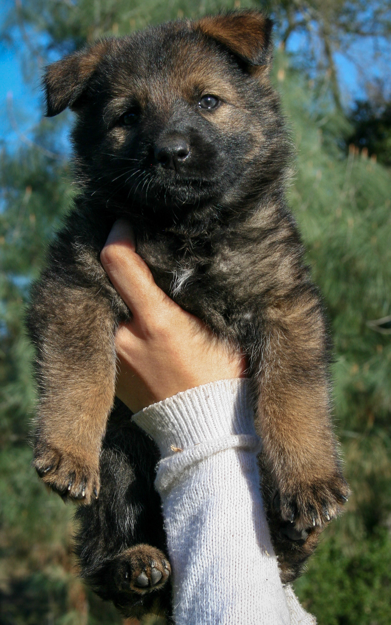 Pink Collar Female 5 Weeks Old
