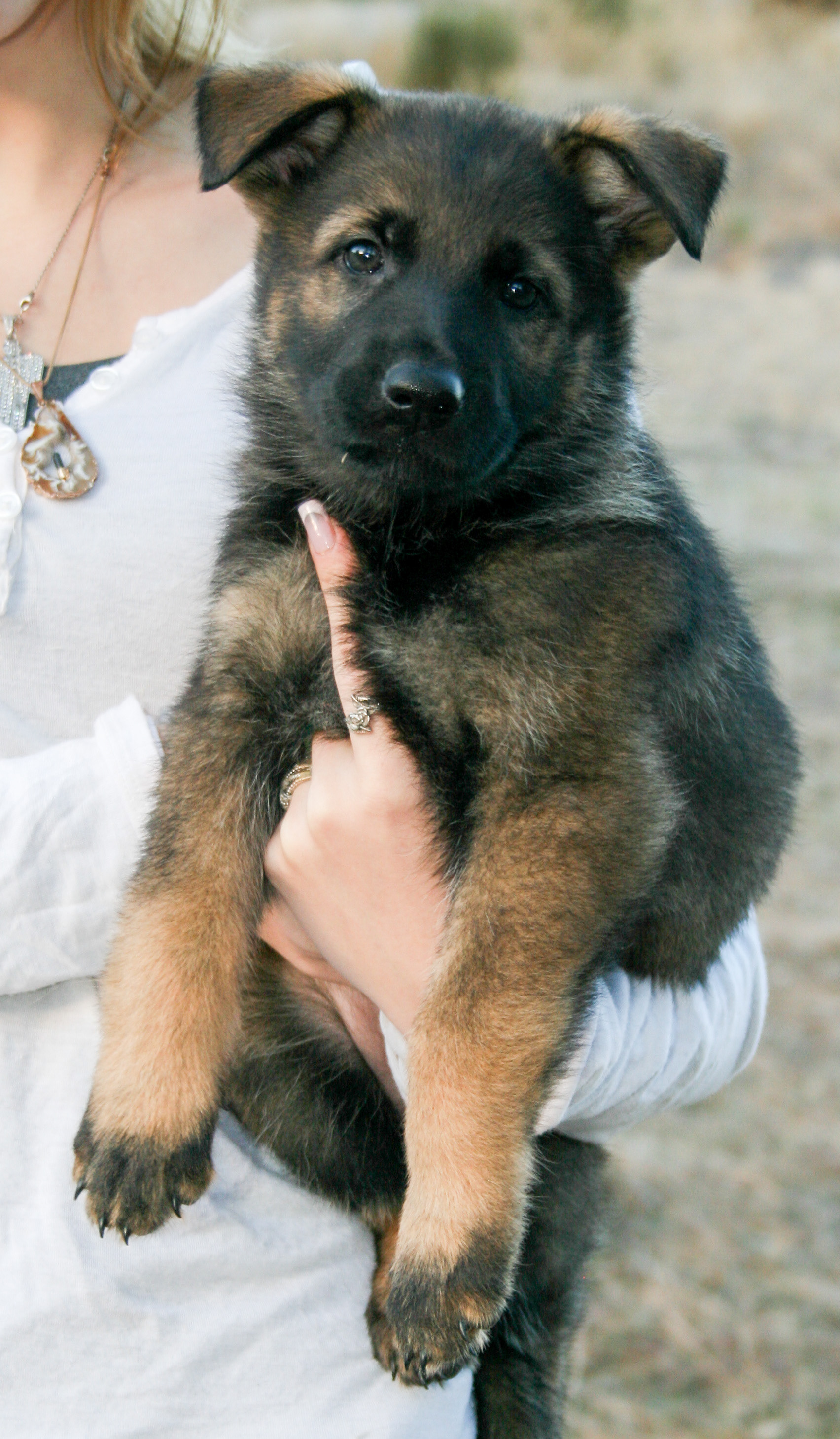 Tilly - 7 weeks