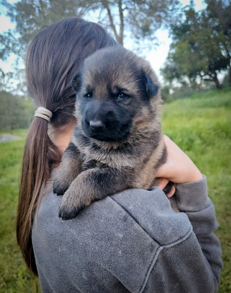 Purple Collar Female - 2.5 weeks old photos