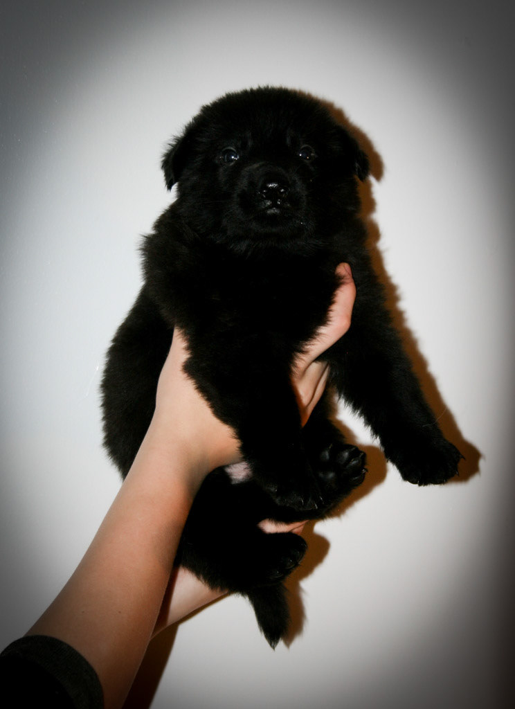Orange Collar Male - 4 weeks old