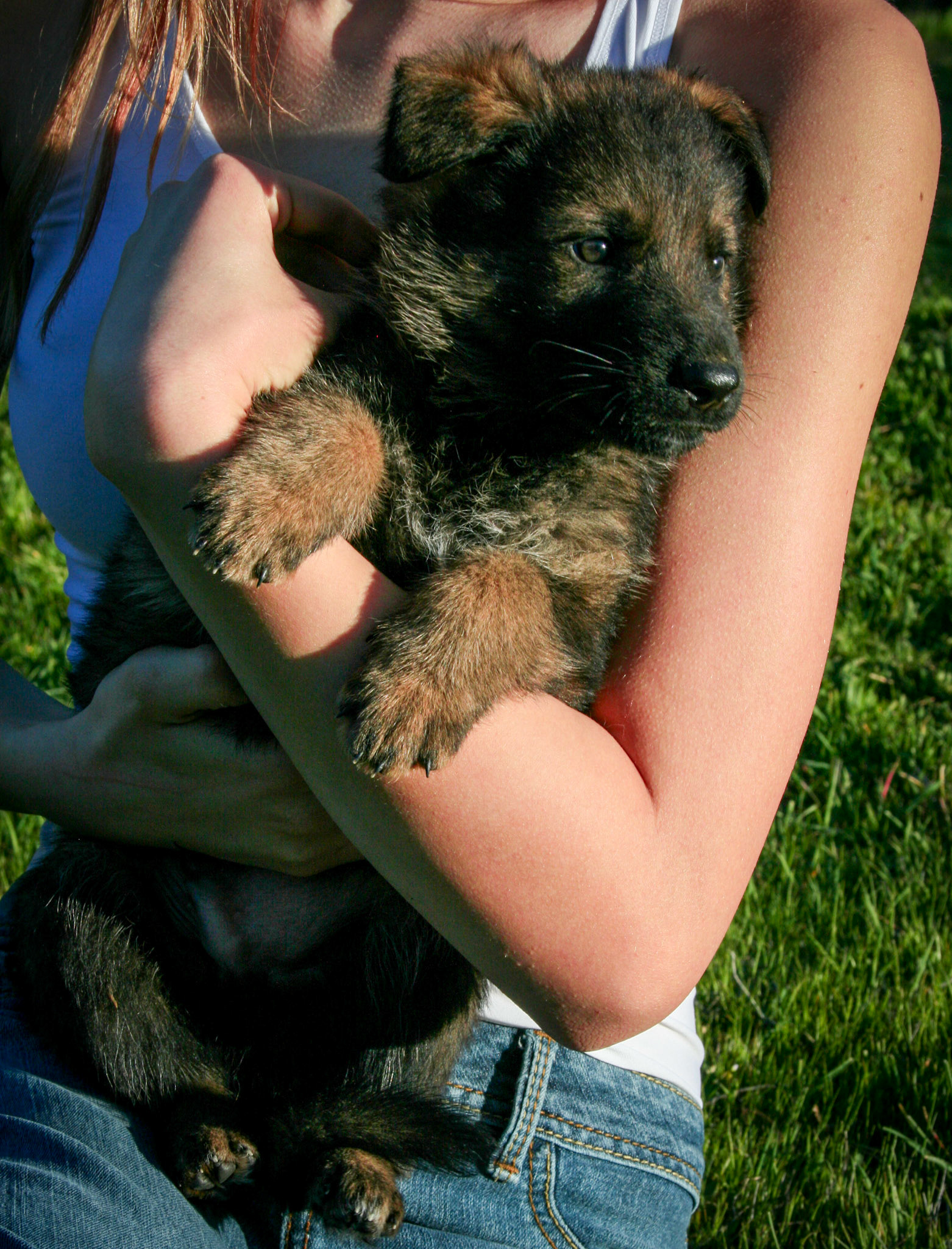 Red Collar Male 5 Weeks Old