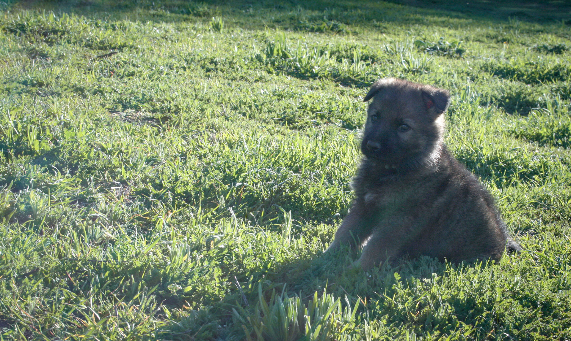 Blue Collar Male 5 Weeks Old