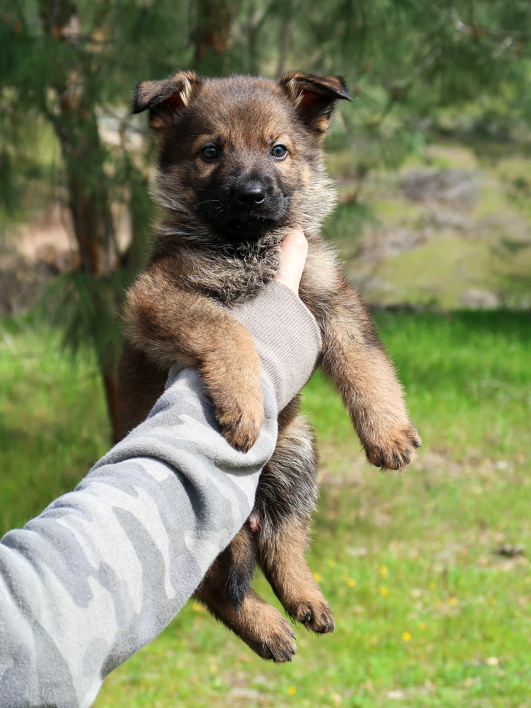 Yellow Collar Male - 6 weeks old