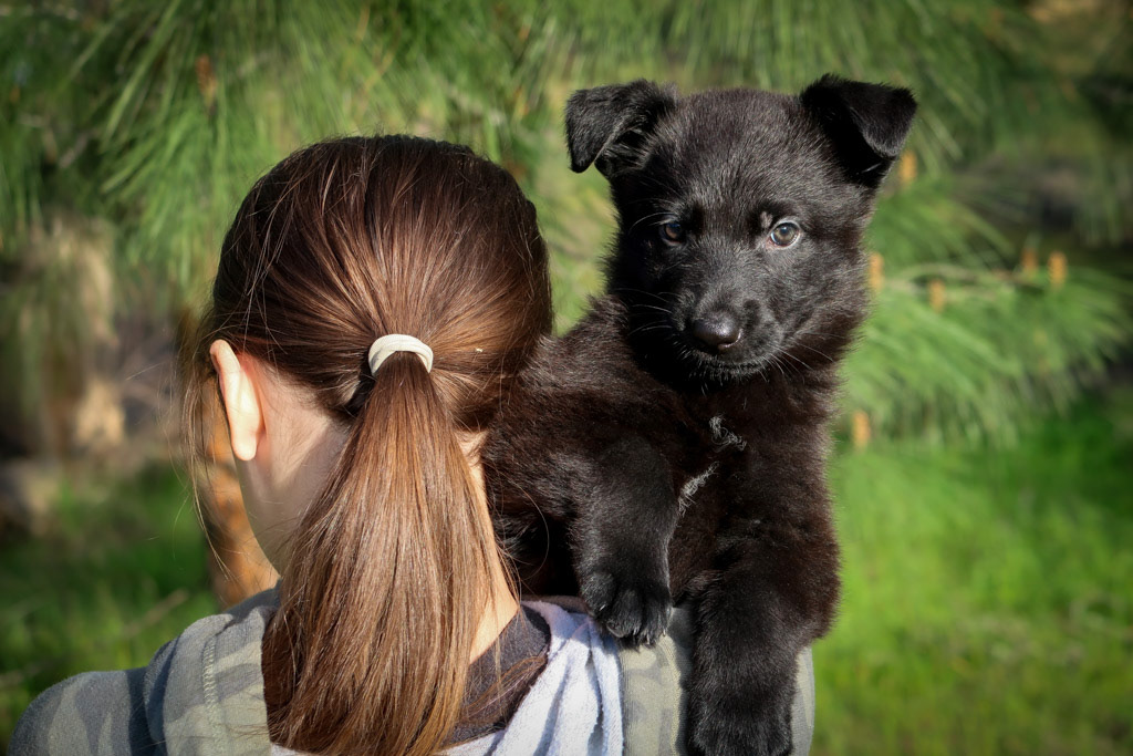No Collar Female - 6 weeks old