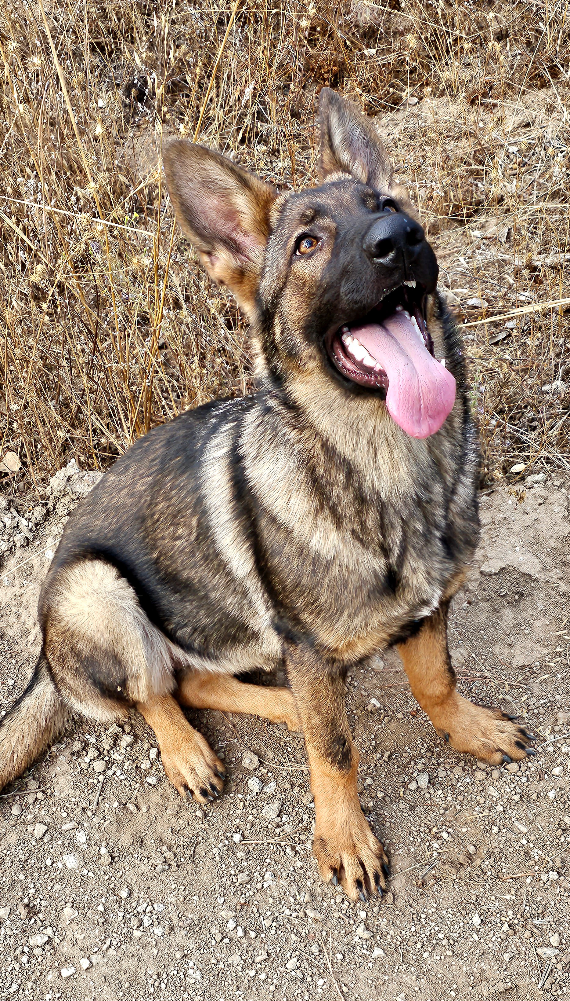 Purple Collar Female - 6.5 Months