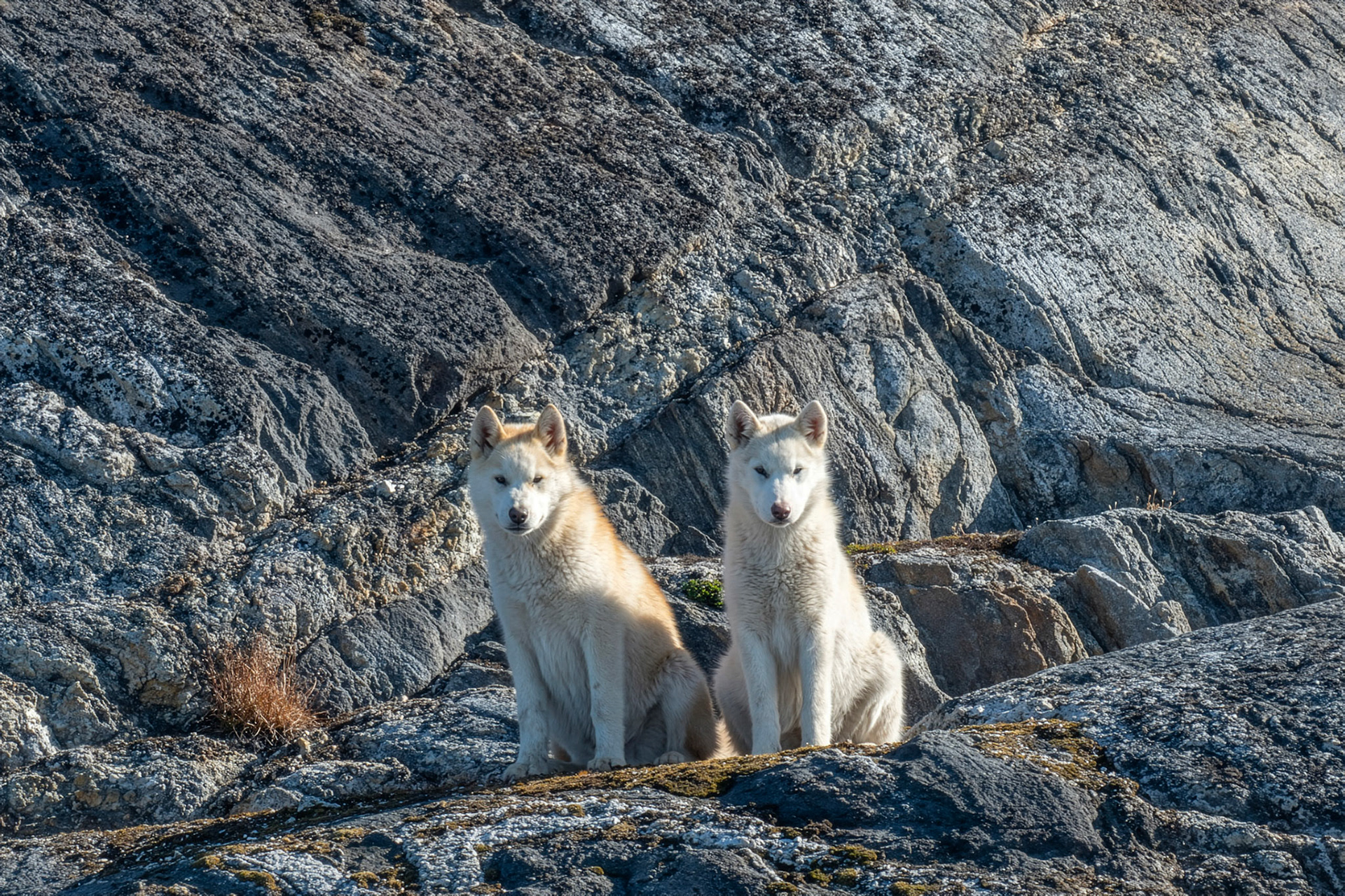 Dogs on a puppy island