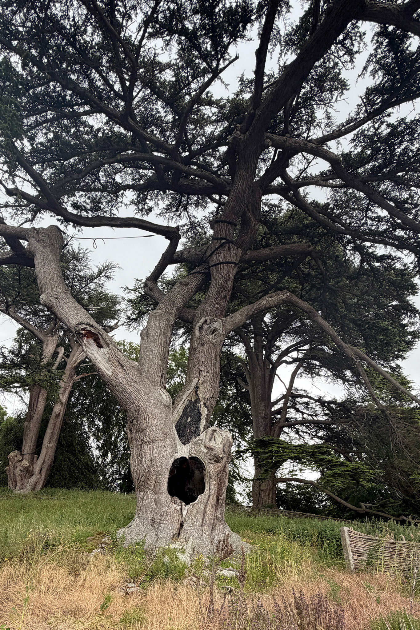 Tree on the grounds of Blenheim palace which appeared in a Harry Potter movie