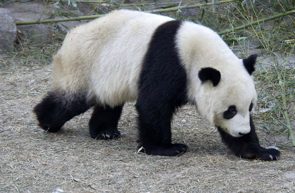 more prowling panda